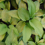 Hosta 'Guacamole' - Duft-Funkie, Herzlilie