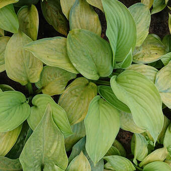 Hosta 'Guacamole'