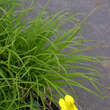 Carex montana: Bild 5/5