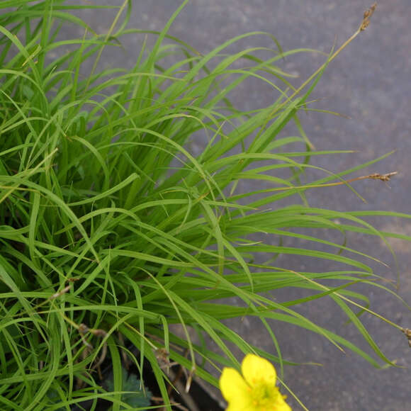 Carex montana: Bild 5/5 Carex montana: Bild 5/5