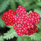 Achillea millefolium 'Red Velvet' - Schafgarbe