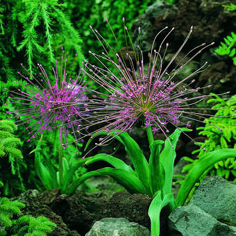 Allium schubertii: Bild 2/3