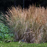 Calamagrostis acutiflora 'Karl Foerster' - Reitgras