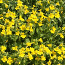 Mimulus luteus - Gauklerblume