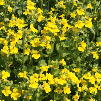 Mimulus luteus