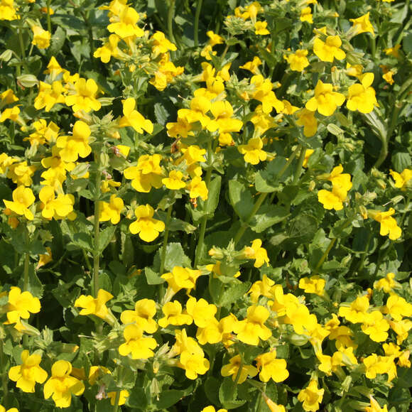 Mimulus luteus: Bild 1/4 Mimulus luteus: Bild 1/4