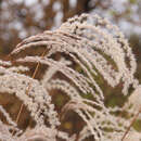 Miscanthus sinensis 'Kaskade' - Chinaschilf