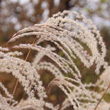 Miscanthus sinensis 'Kaskade' - Chinaschilf