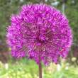 Allium aflatunense: Bild 1/7