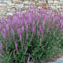 Salvia nemorosa 'Amethyst' - Ziersalbei