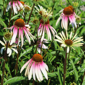 Echinacea purpuera 'Pretty Parasols' (Synonym 'Engeltje')
