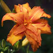 Hemerocallis 'Kwanso': Bild 1/2