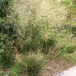 Deschampsia caespitosa 'Waldschratt': Bild 1/3