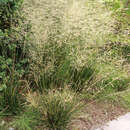 Deschampsia caespitosa 'Waldschratt' - Waldschmiele