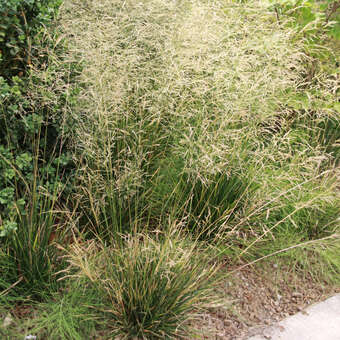 Deschampsia caespitosa 'Waldschratt'