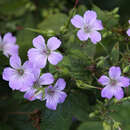 Geranium nodosum - Berg-Storchschnabel