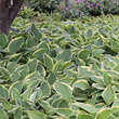 Hosta 'Aureomarginata' (H. fortunei): Bild 2/7