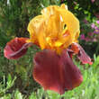 Iris germanica 'Peking Summer': Bild 2/2