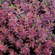 Sedum album 'Coral Carpet': Bild 4/9