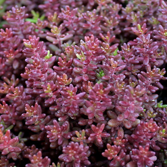 Sedum album 'Coral Carpet': Bild 4/9 Sedum album 'Coral Carpet': Bild 4/9