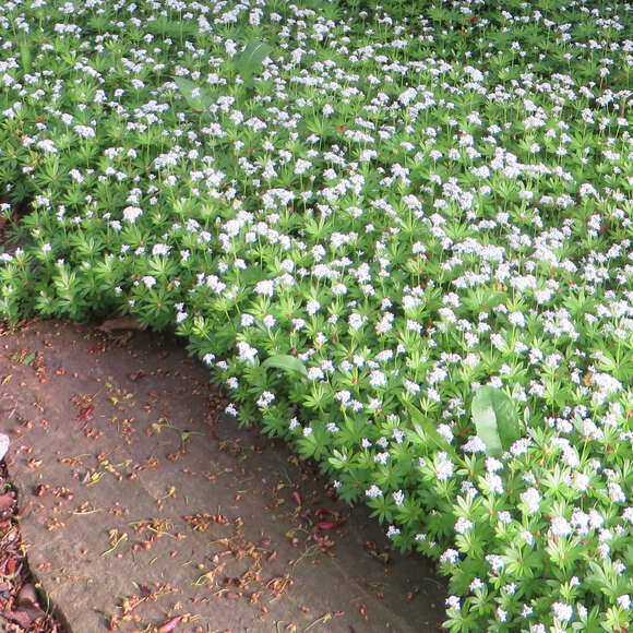 Galium odoratum: Bild 6/8 Galium odoratum: Bild 6/8