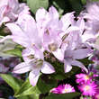 Campanula glomerata 'Caroline': Bild 1/5