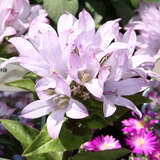 Campanula glomerata 'Caroline' - Knäuel-Glockenblume