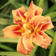Hemerocallis 'Kwanso': Bild 2/2