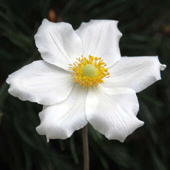 Anemone sylvestris 'Madonna'