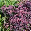 Sedum 'Xenox': Bild 1/4