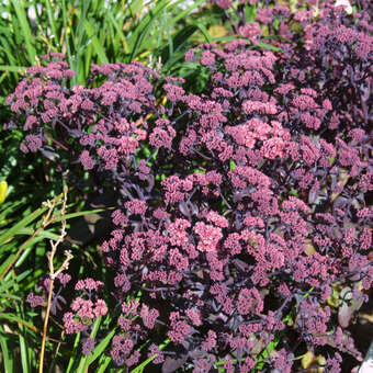 Sedum 'Xenox'