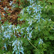 Corydalis flexuosa 'Blue Panda': Bild 1/1