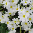 Primula juliae 'Schneewittchen': Bild 2/3