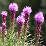 Liatris spicata - Prachtscharte