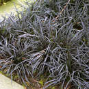 Ophiopogon planiscapus 'Niger' - Schlangenbart