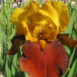 Iris germanica 'Peking Summer': Bild 1/2