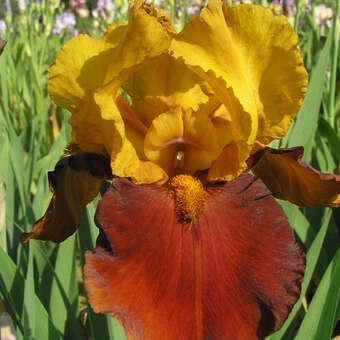 Iris germanica 'Peking Summer'