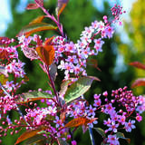 Prunus padus 'Colorata' - Roteblättrige Traubenkirsche