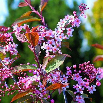 Prunus padus 'Colorata'