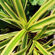 Carex morrowii 'Vanilla Ice': Bild 2/2