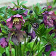 Helleborus purpurasc. 'Atrorubens': Bild 3/6