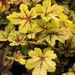 Heucherella 'Alabama Sunrise': Bild 4/5