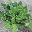 Saxifraga cotyledon pyramidalis: Bild 2/3