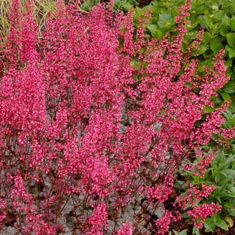 Heuchera 'Rave On'