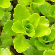 Sedum selskianum: Bild 8/8