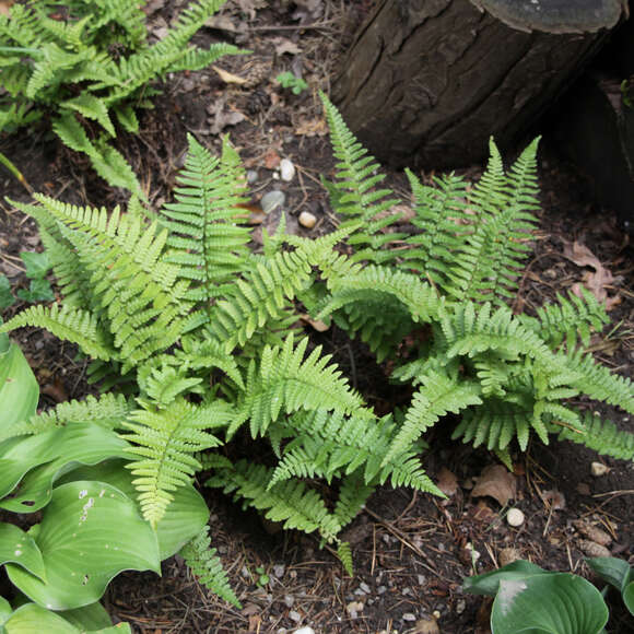 Dryopteris affinis: Bild 2/3 Dryopteris affinis: Bild 2/3