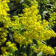 Solidago 'Ducky': Bild 1/2