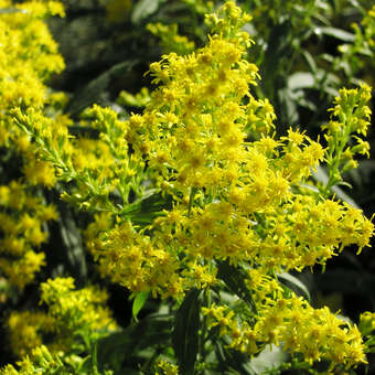 Solidago 'Ducky'