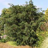 Taxus baccata 'Dovastoniana' - Tanneneibe