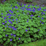 Geranium 'Johnson's Blue' - Storchschnabel